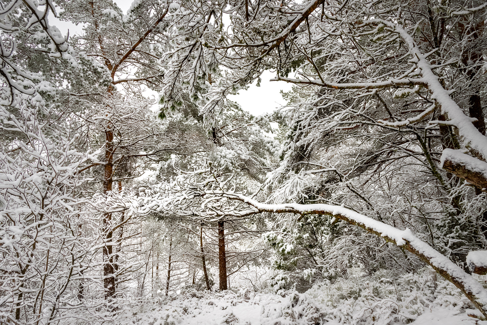 Canon EOS 6D Mark II sample photo. White forest photography