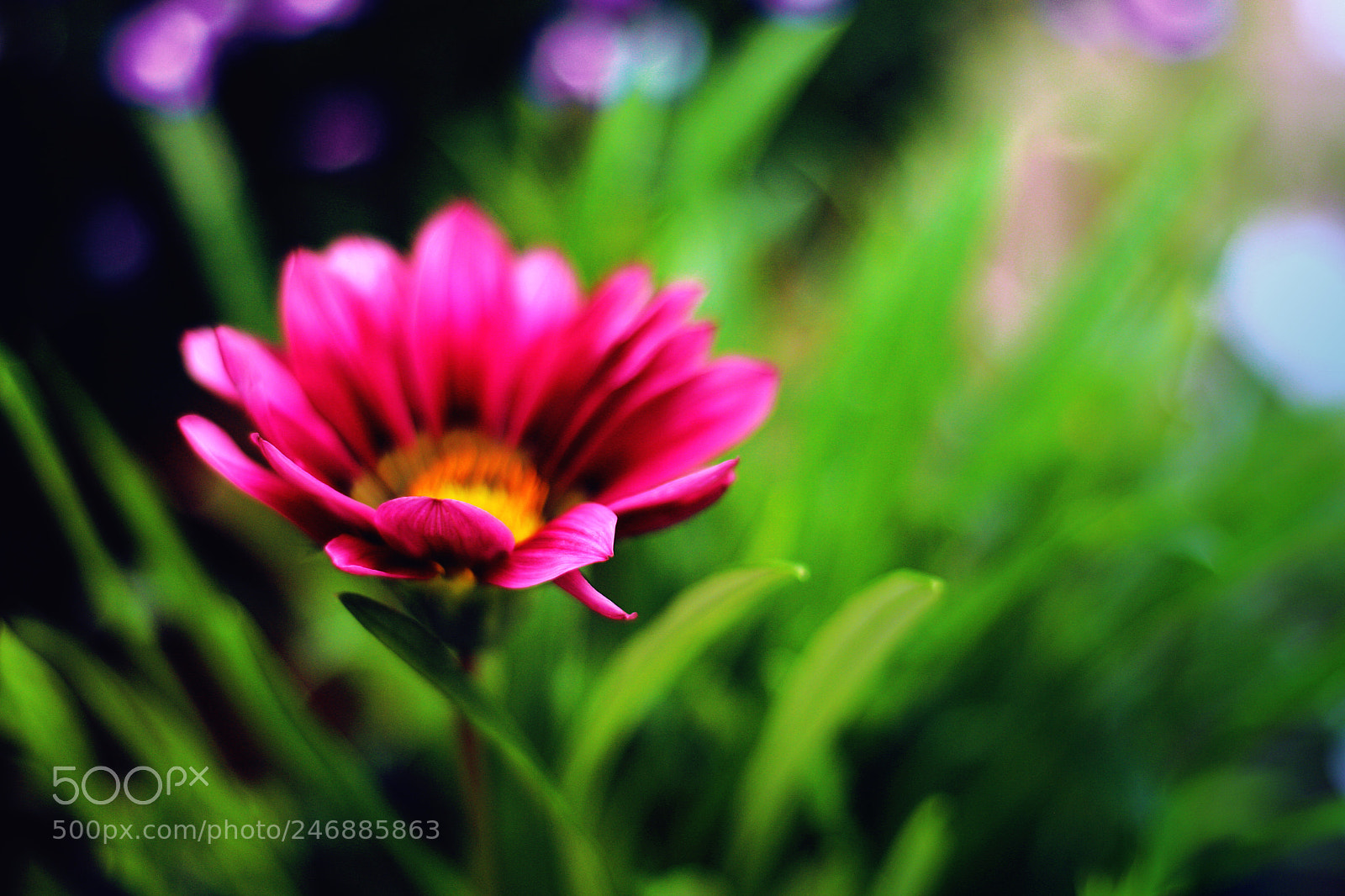 Canon EOS M sample photo. Bliss photography