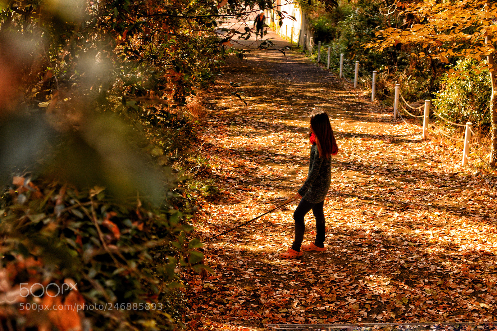 Nikon D5200 sample photo. Autumn photography