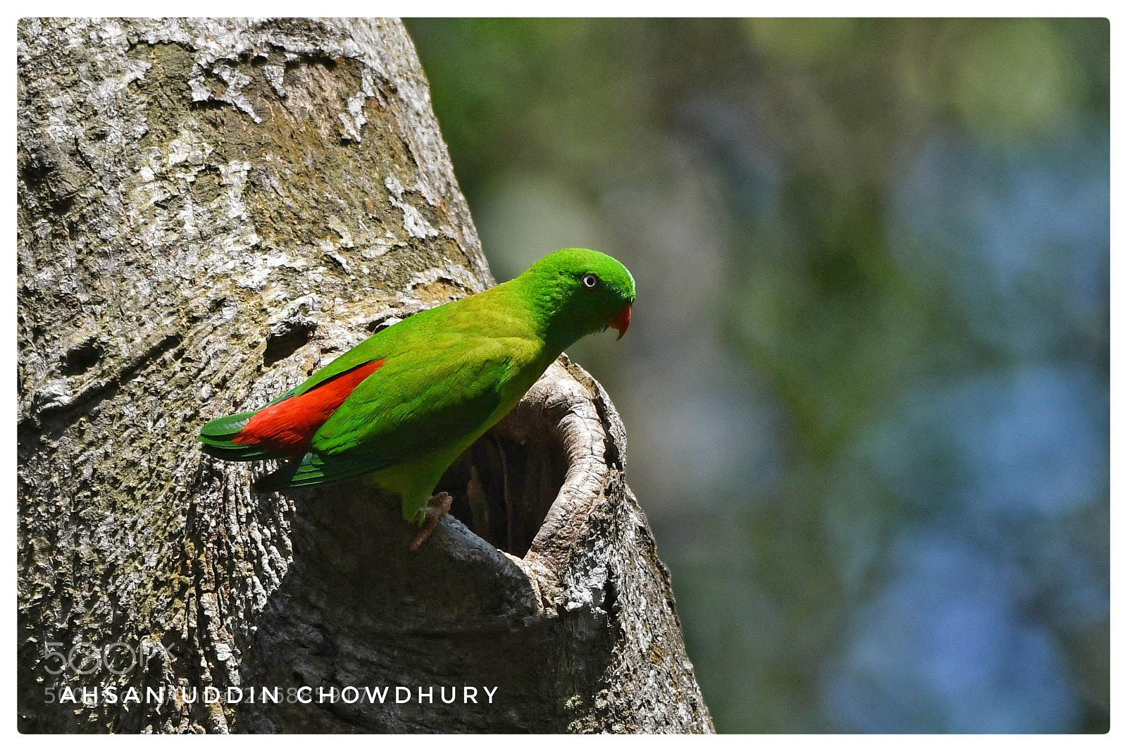 Nikon D500 sample photo. Vernal hanging parrot photography