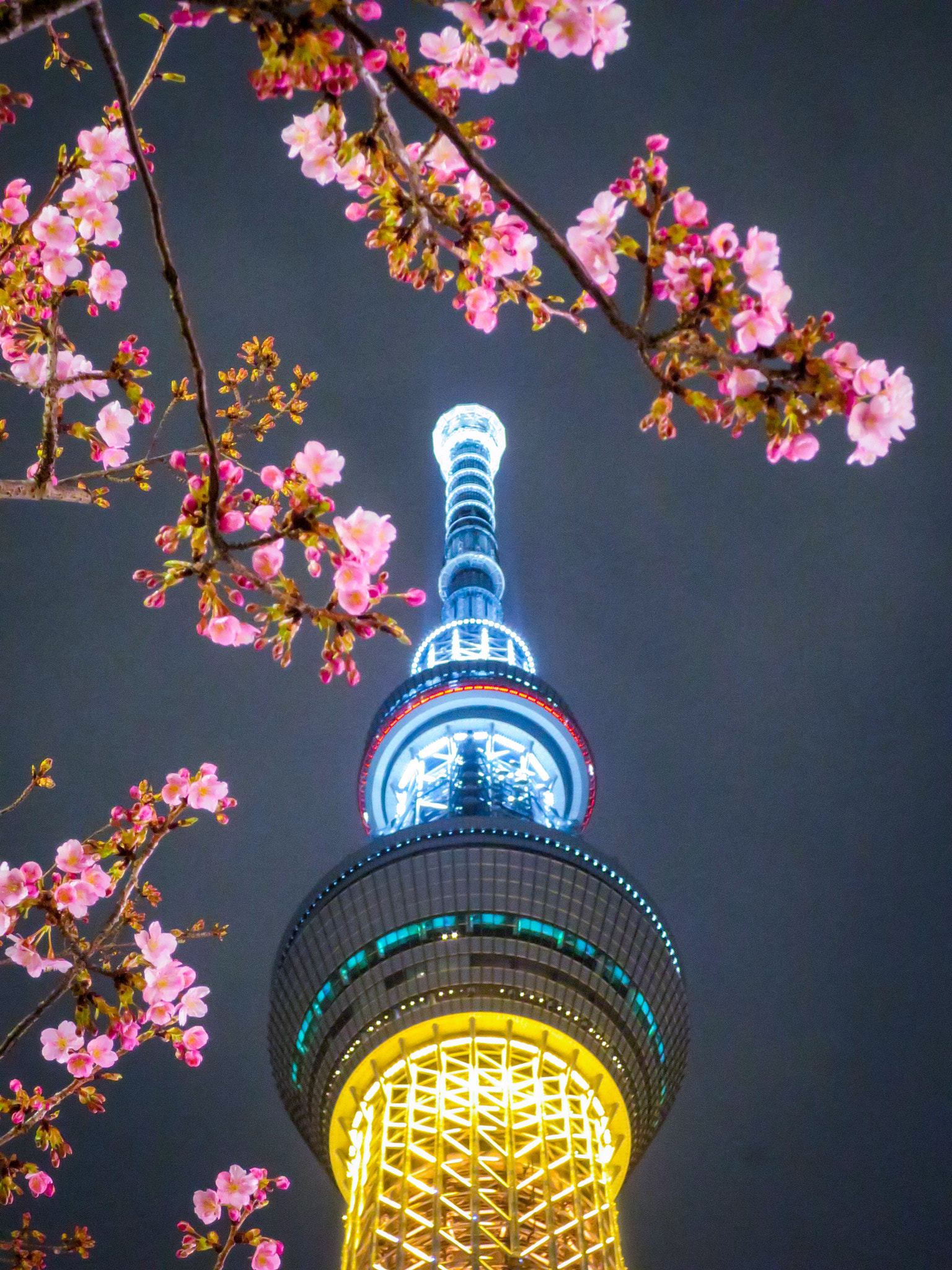 Canon PowerShot S120 sample photo. Cherry blossoms and tokyo skytree photography