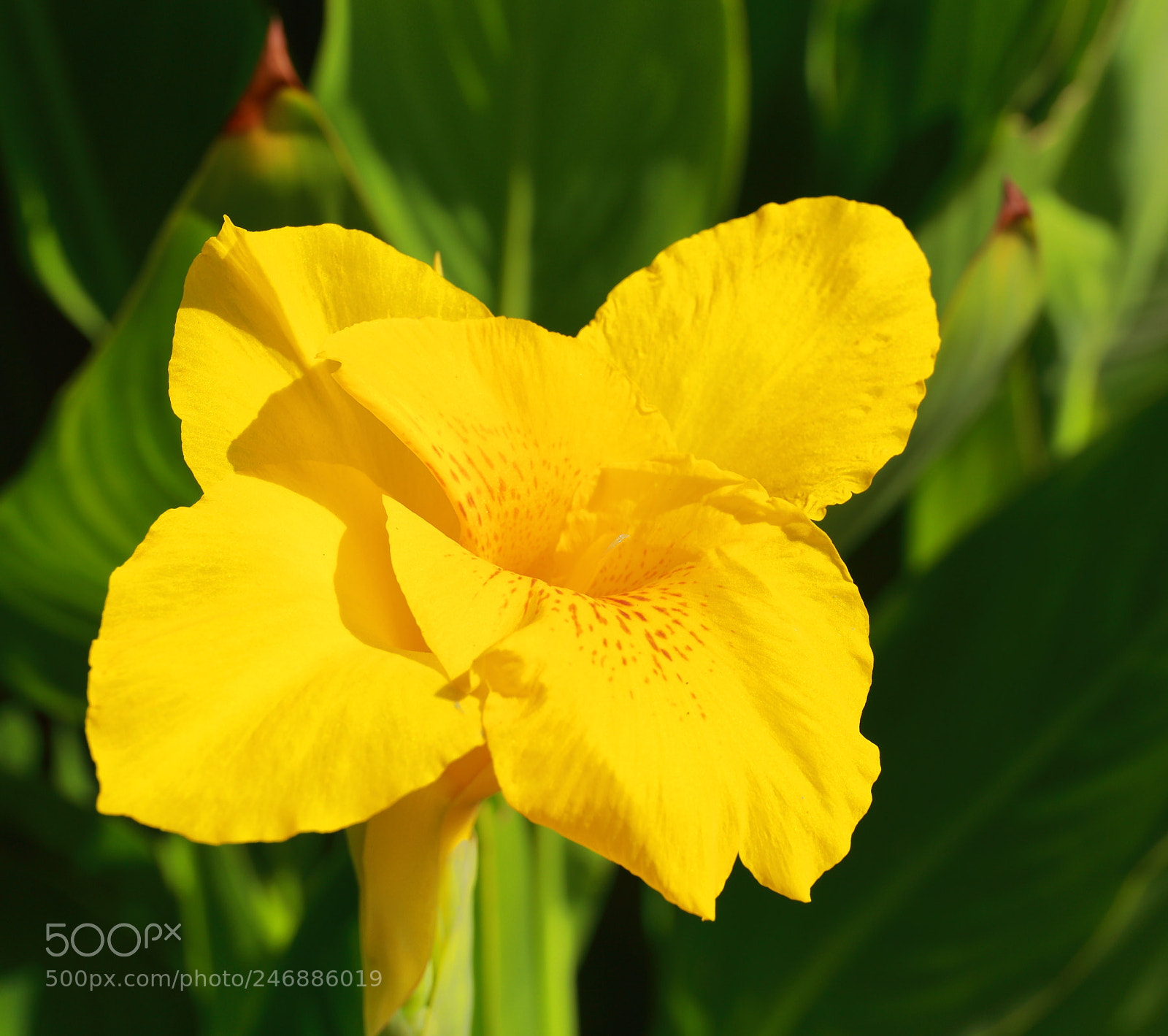 Canon EF 24-70mm F4L IS USM sample photo. A series of flowers photography