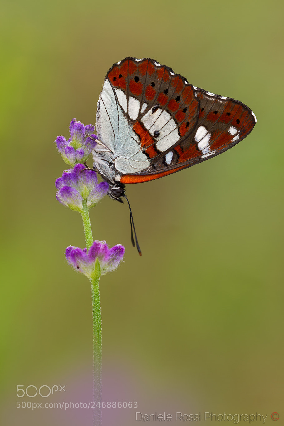 Canon EOS 7D sample photo. I smell your perfume... photography