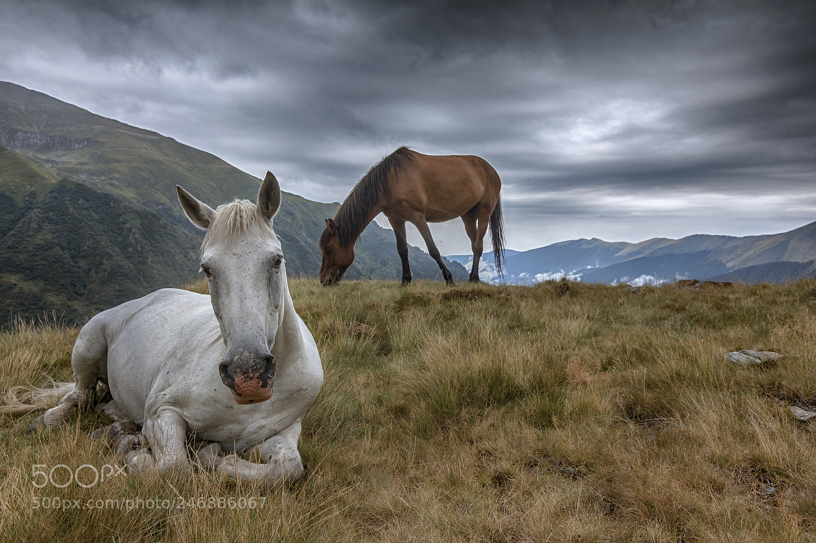 Canon EOS 60D sample photo. Wild horses photography