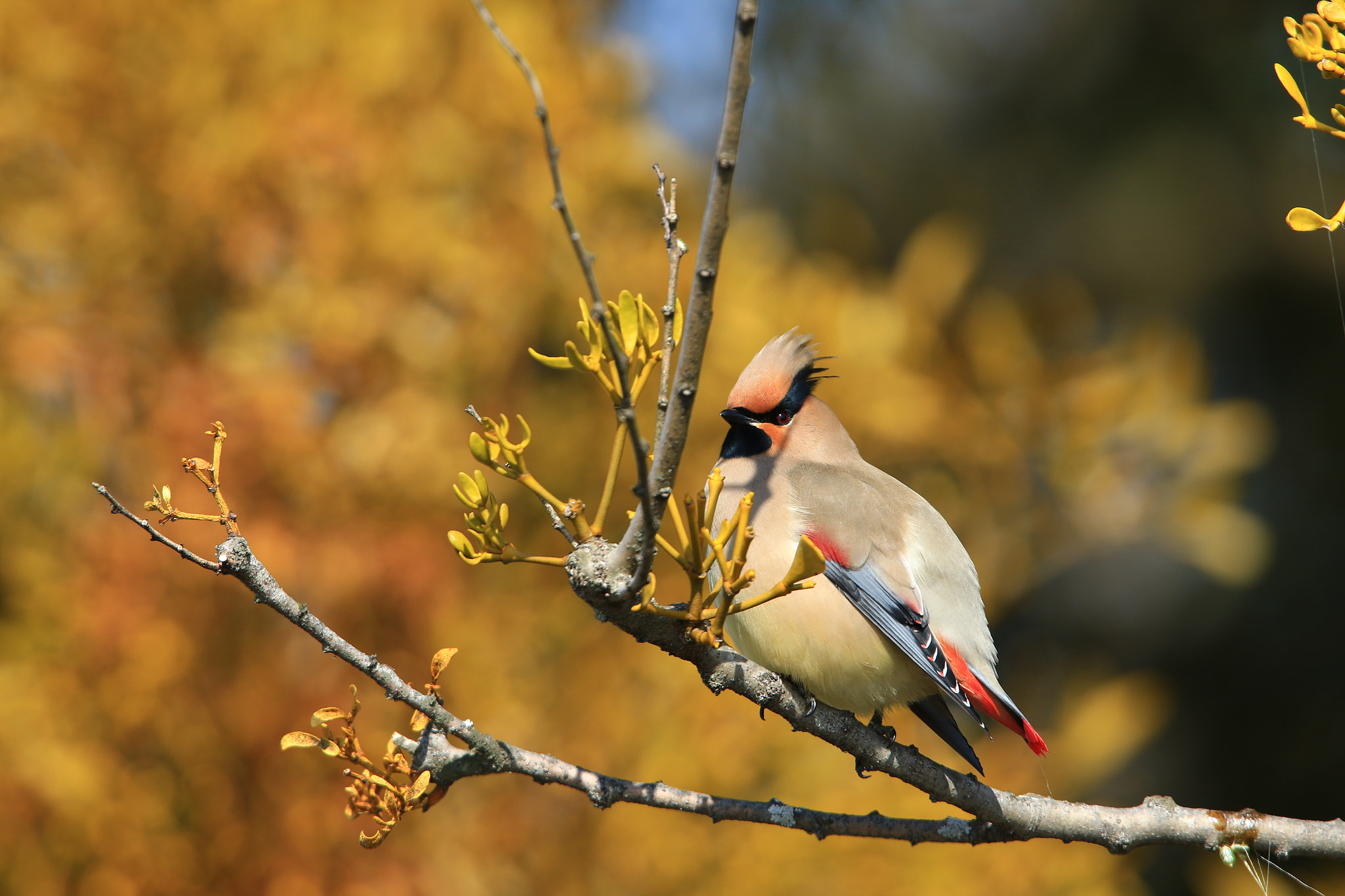 Canon EF 400mm F2.8L IS USM sample photo. Japanese waxwing  ヒレンジャク photography