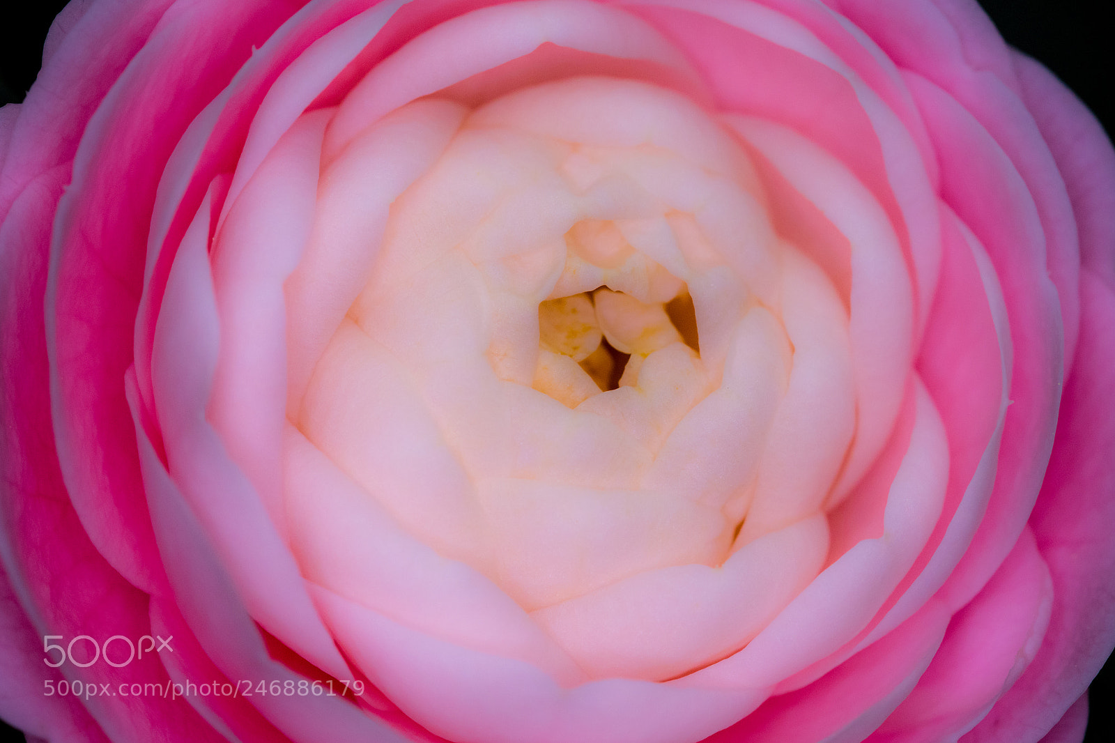 Nikon D500 sample photo. Camellia photography