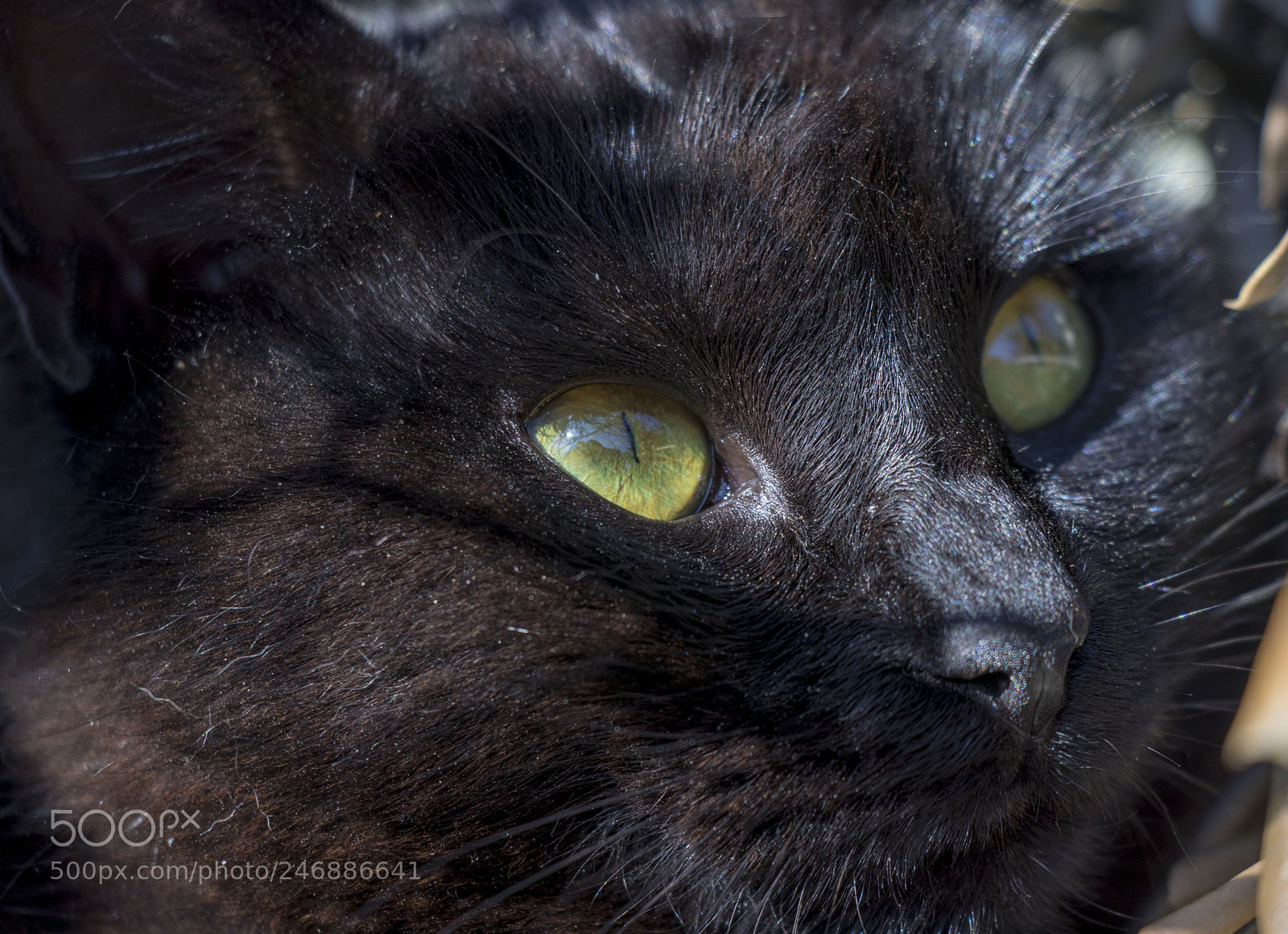Canon EOS 77D (EOS 9000D / EOS 770D) sample photo. Black cat photography