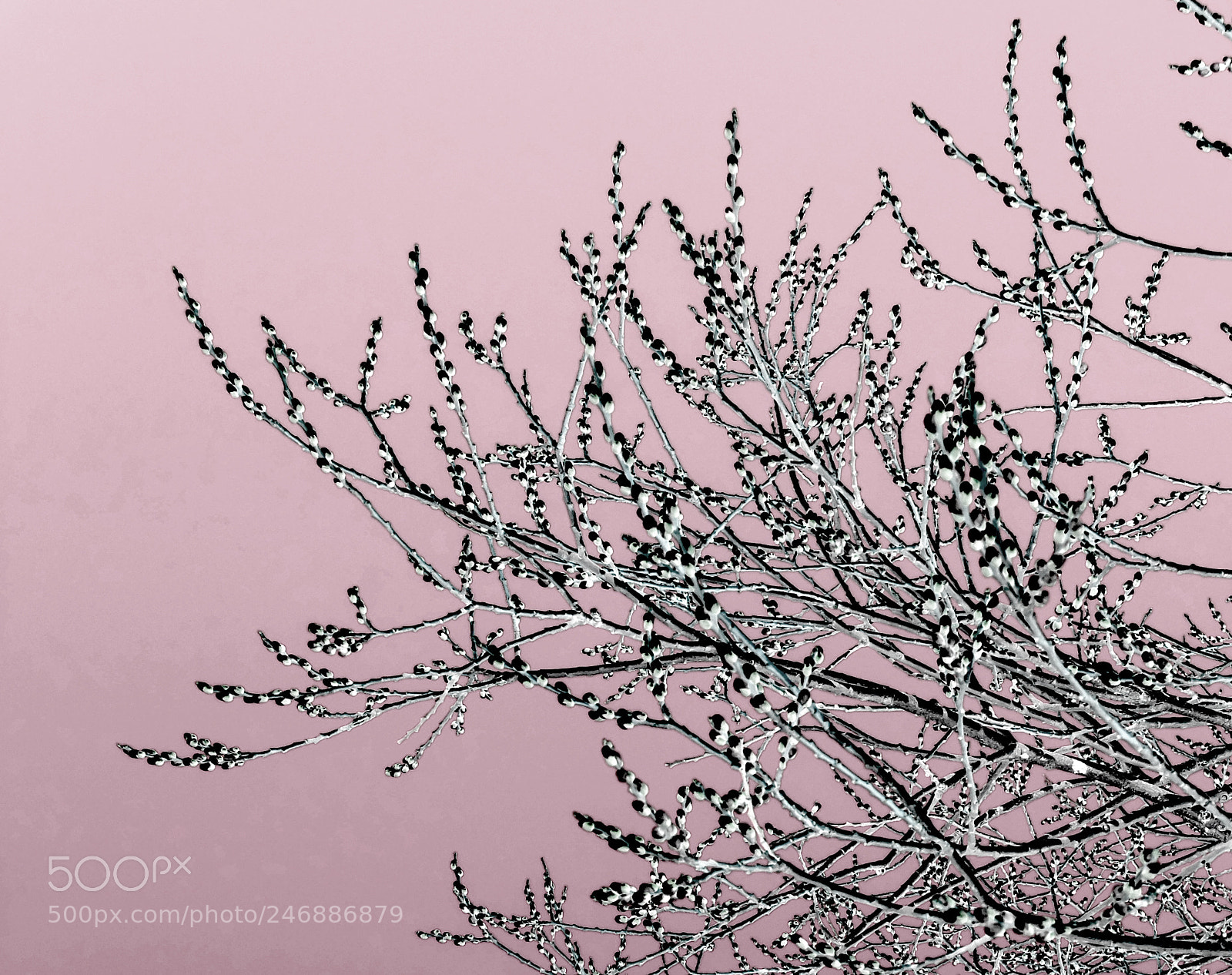 Fujifilm X20 sample photo. Branches photography