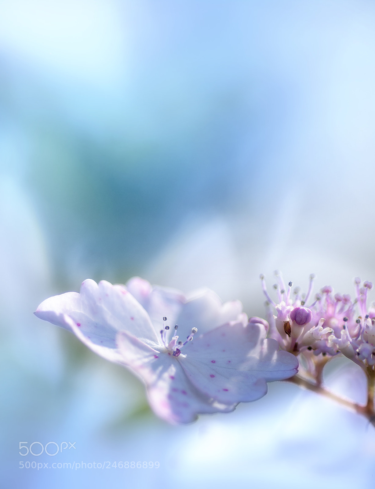 Pentax K20D sample photo. ............ photography
