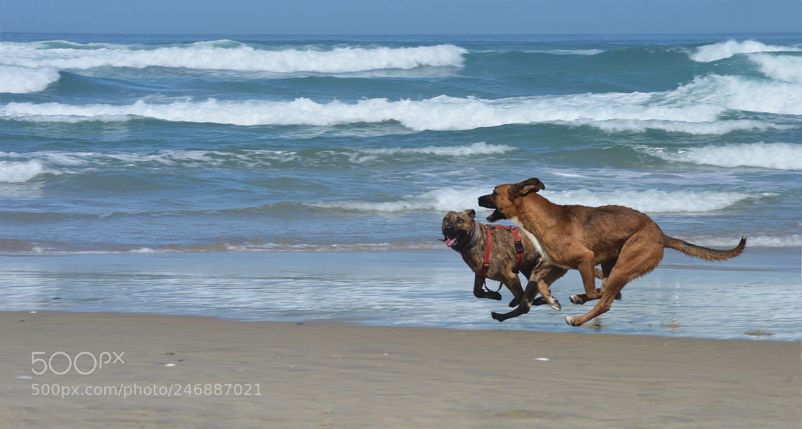 Nikon D3200 sample photo. Perros felices en la photography