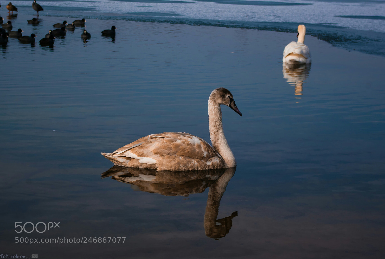 Pentax K10D sample photo. Swan photography