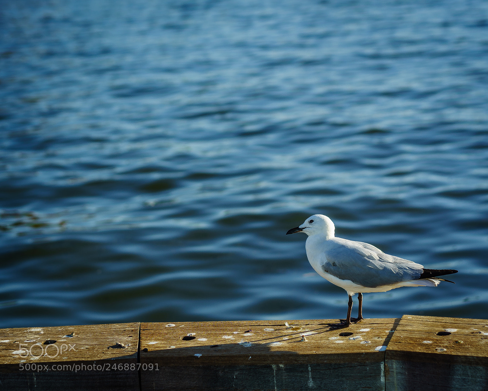 Sony a7 II sample photo. A signature bird photography