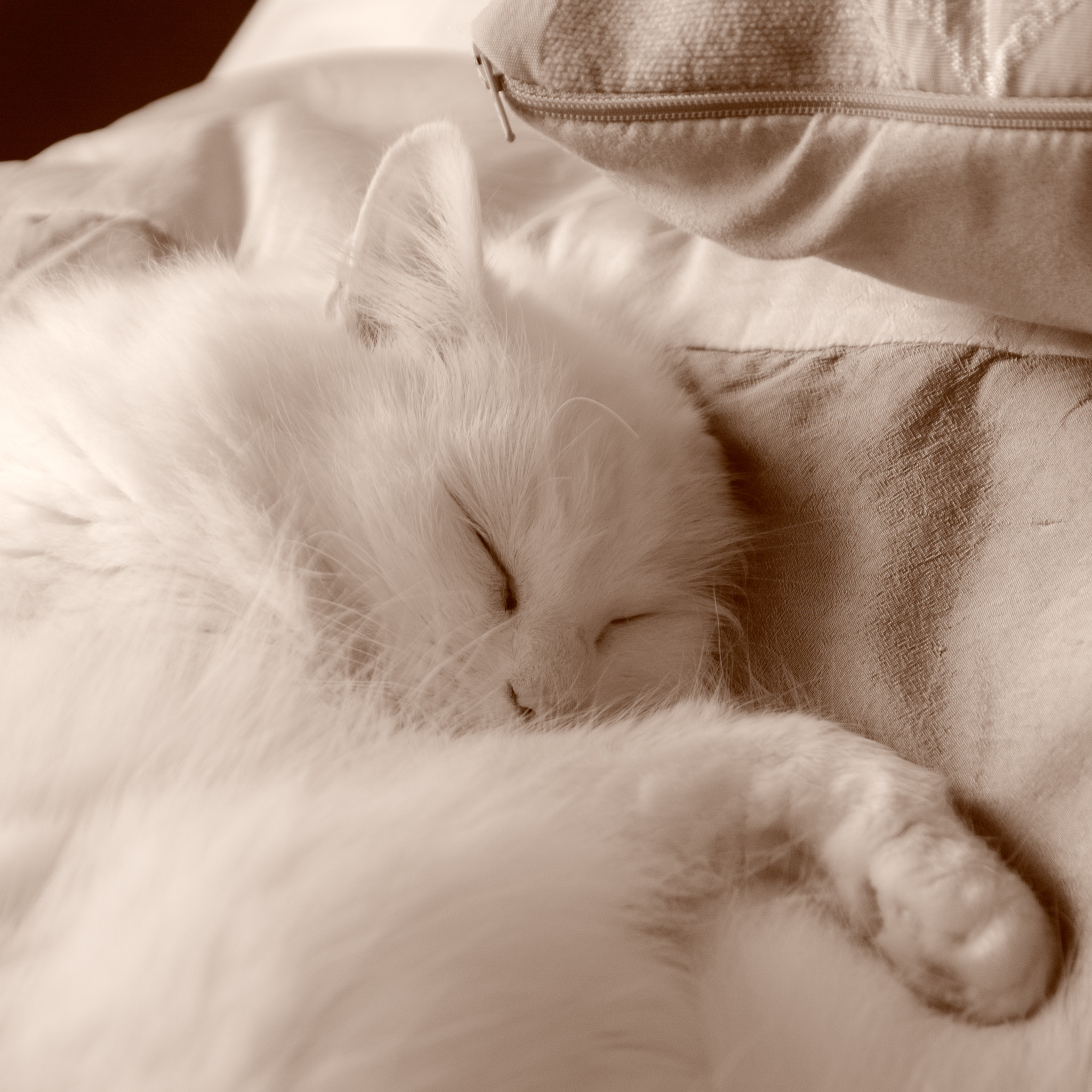 Sigma sd Quattro sample photo. Dreaming photography