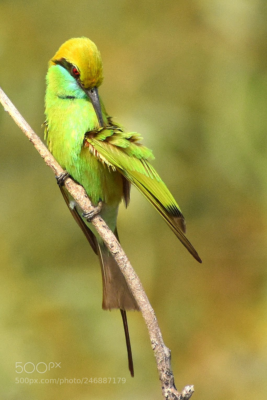 Nikon D7200 sample photo. Green bee eater photography