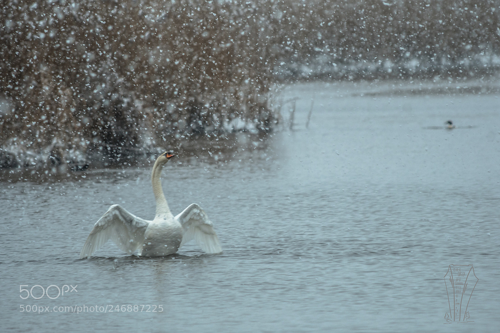 Nikon D500 sample photo. Swan show photography