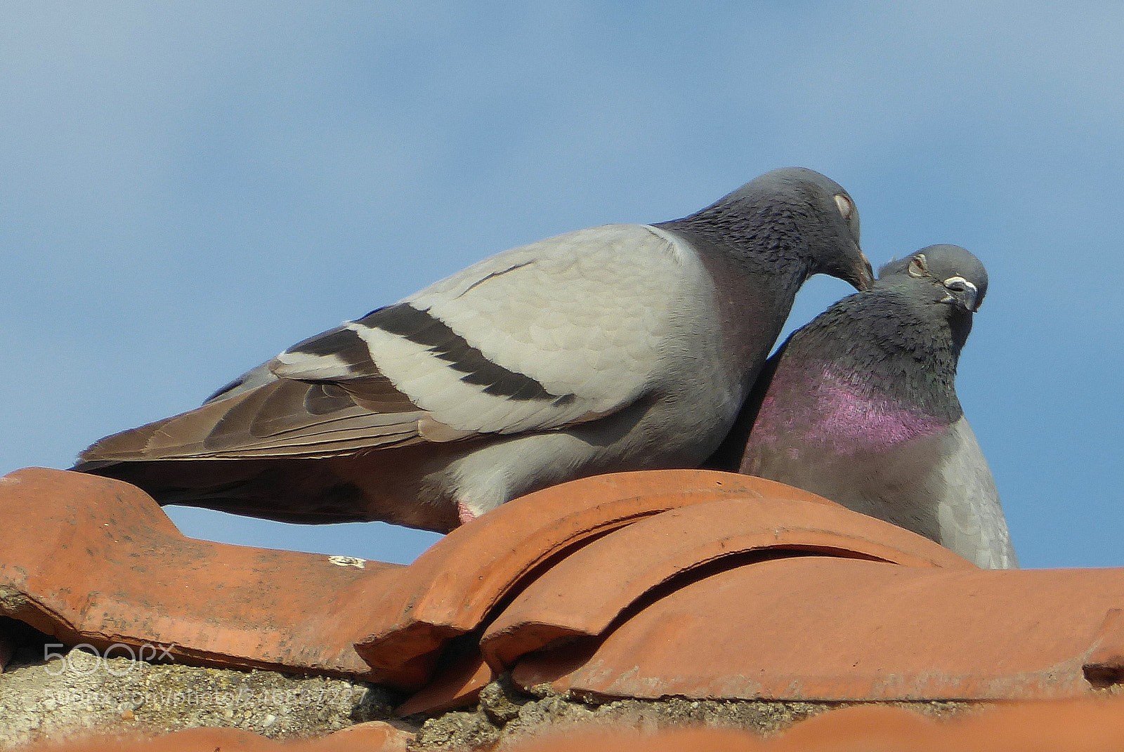 Panasonic Lumix DMC-ZS50 (Lumix DMC-TZ70) sample photo. Tenderness photography