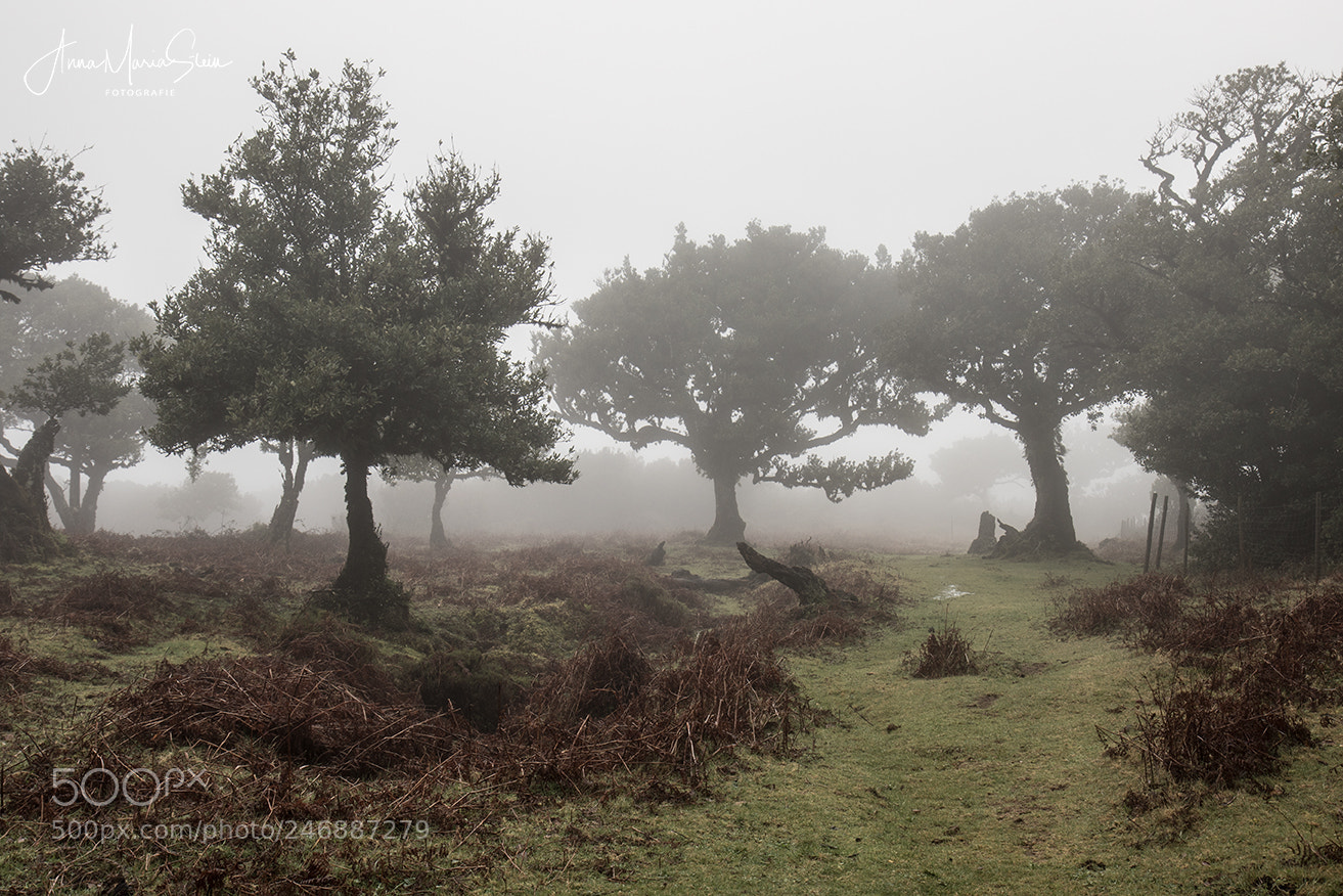 Canon EOS 7D Mark II sample photo. Lorbeerwald fanal madeira photography