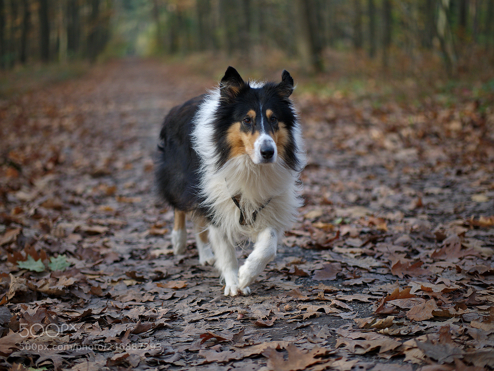 Panasonic Lumix DMC-GX7 sample photo. Was ist denn da photography