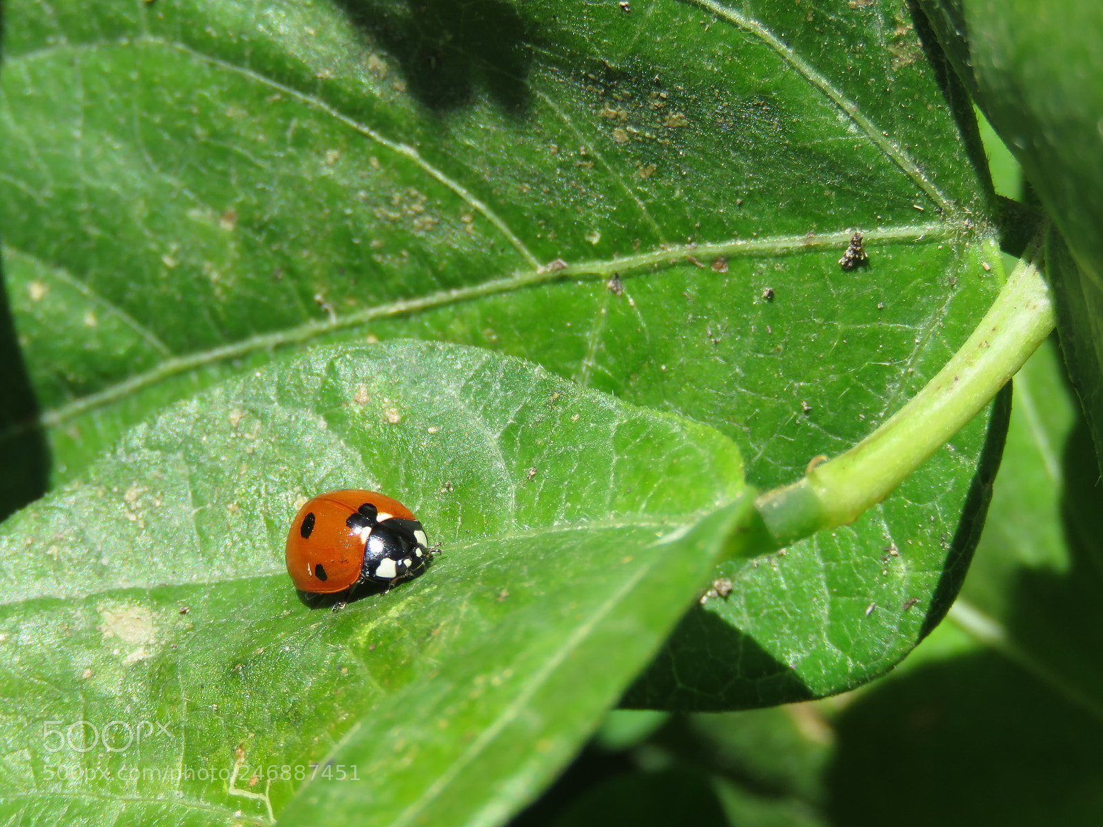 Canon PowerShot SX60 HS sample photo. Lady photography