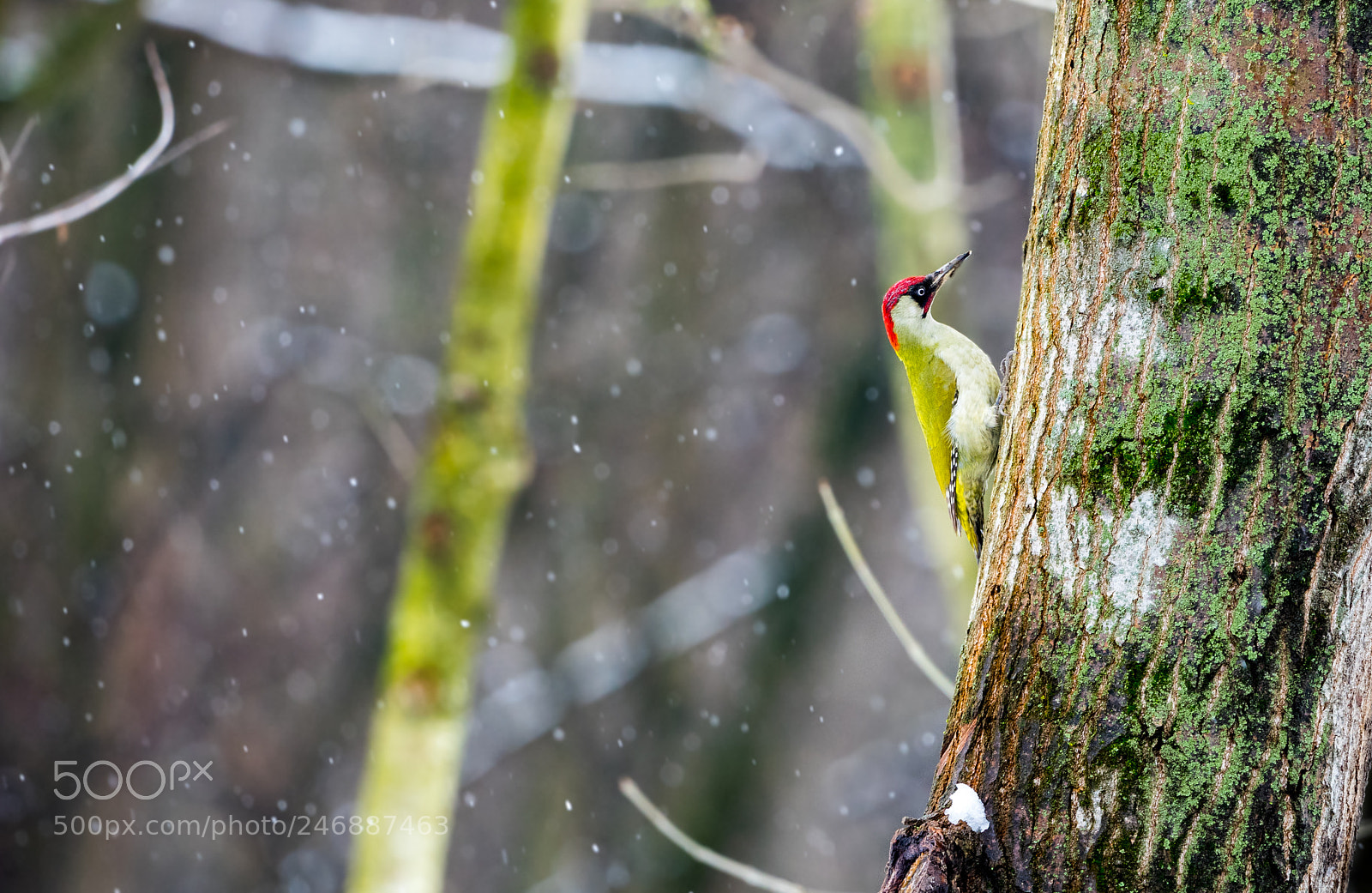 Sony a7 II sample photo. Woodpecker in the snow photography