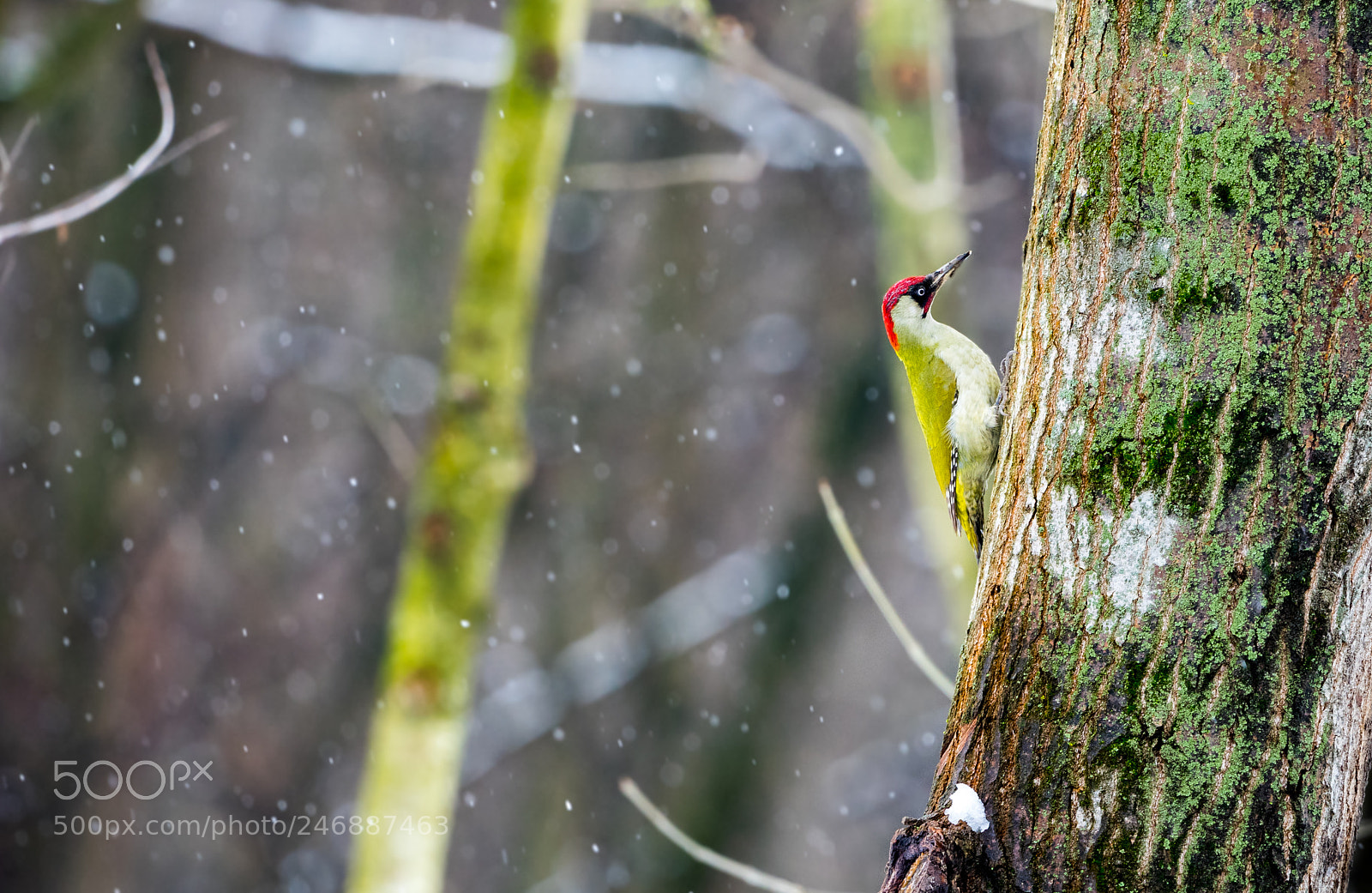 Sony a7 II sample photo. Woodpecker in the snow photography