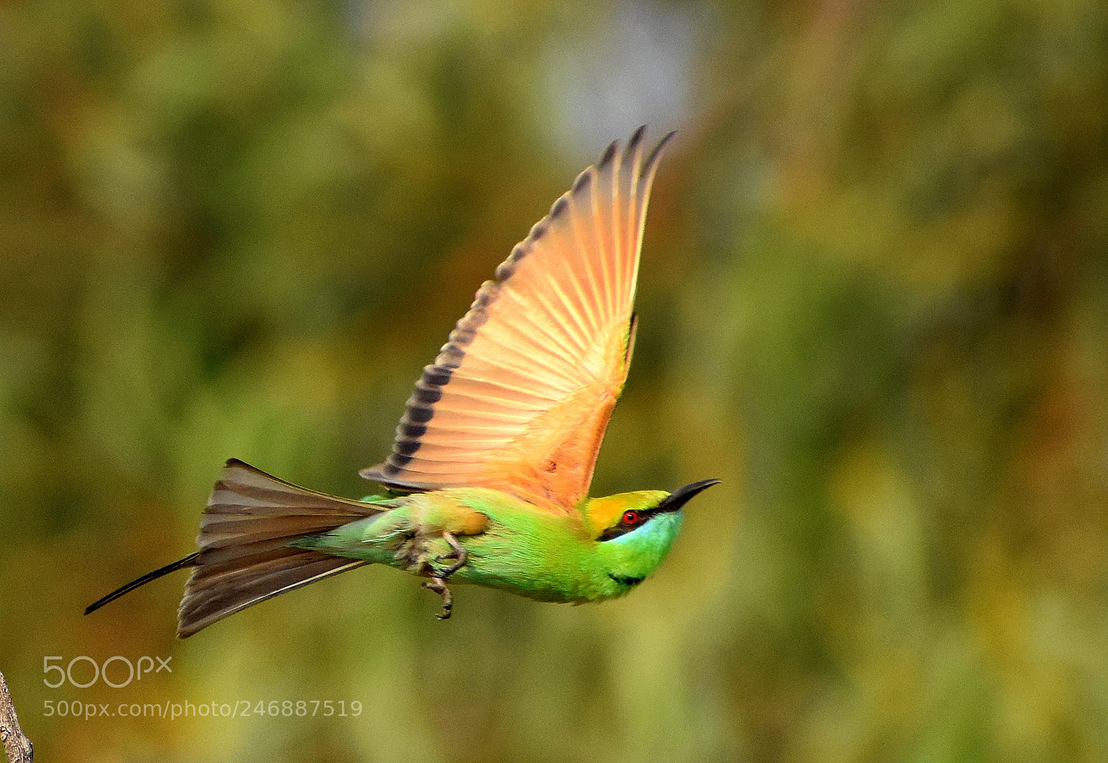 Nikon D7200 sample photo. Green bee eater photography