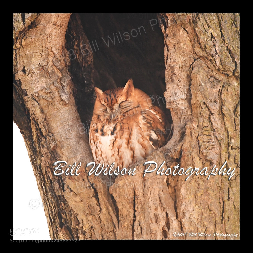 Nikon D500 sample photo. Furby photography