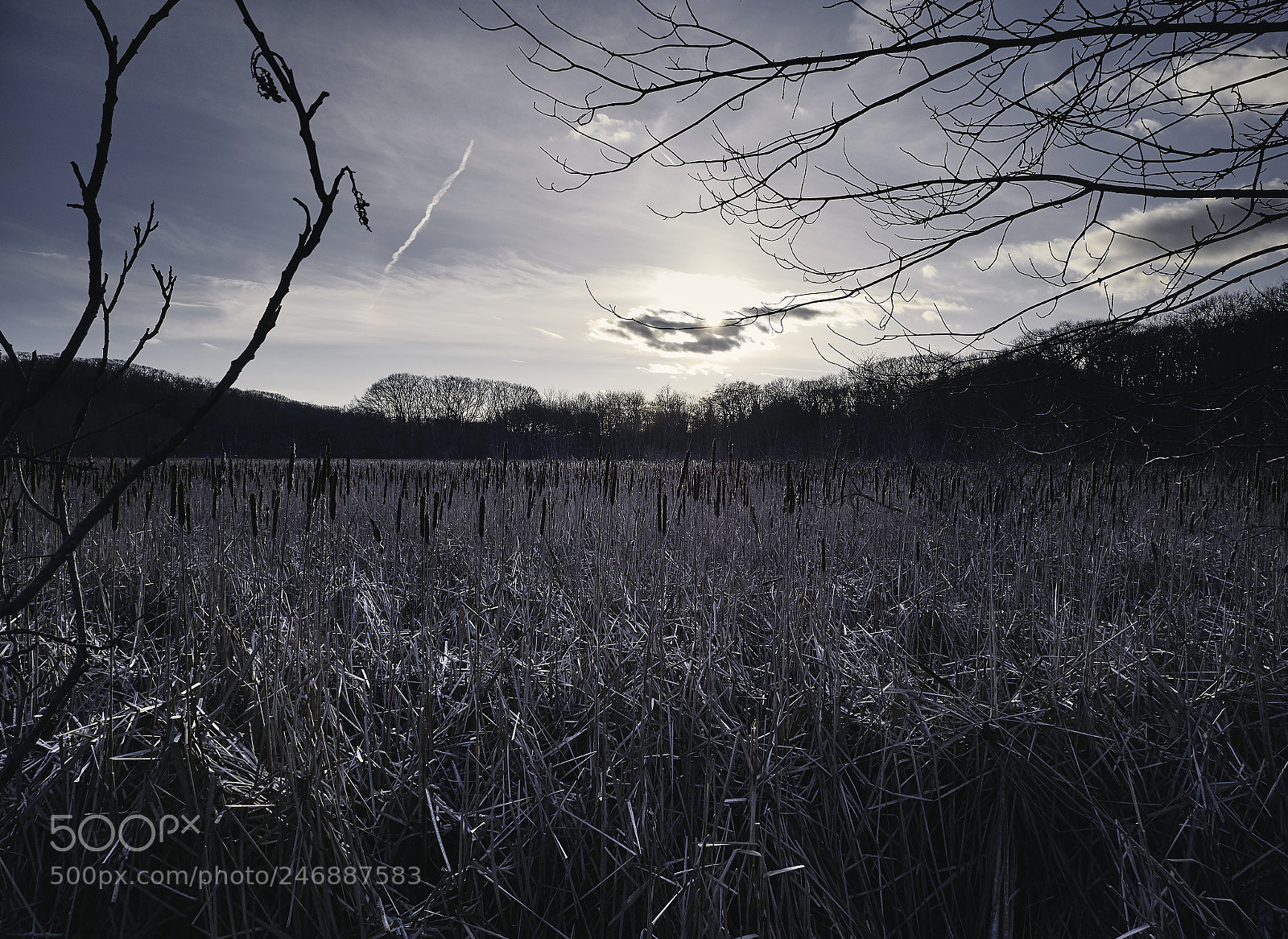 Panasonic Lumix DMC-G85 (Lumix DMC-G80) sample photo. Winter mood 3 photography