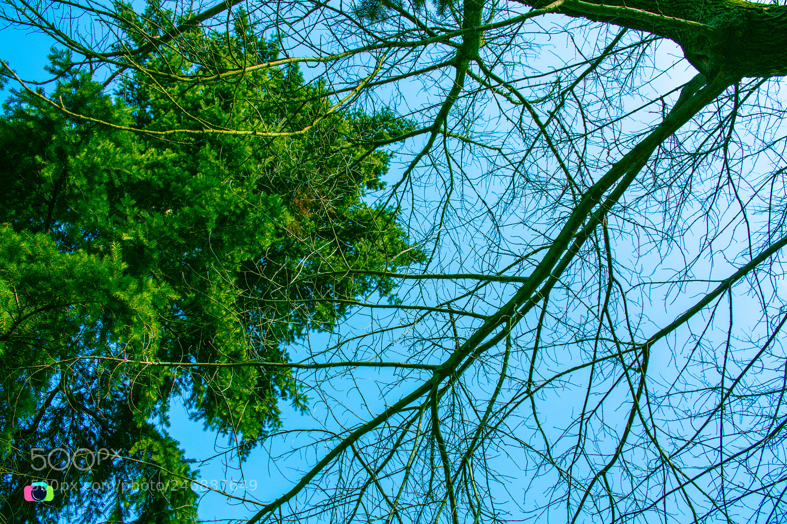 Nikon D7100 sample photo. Garden photography