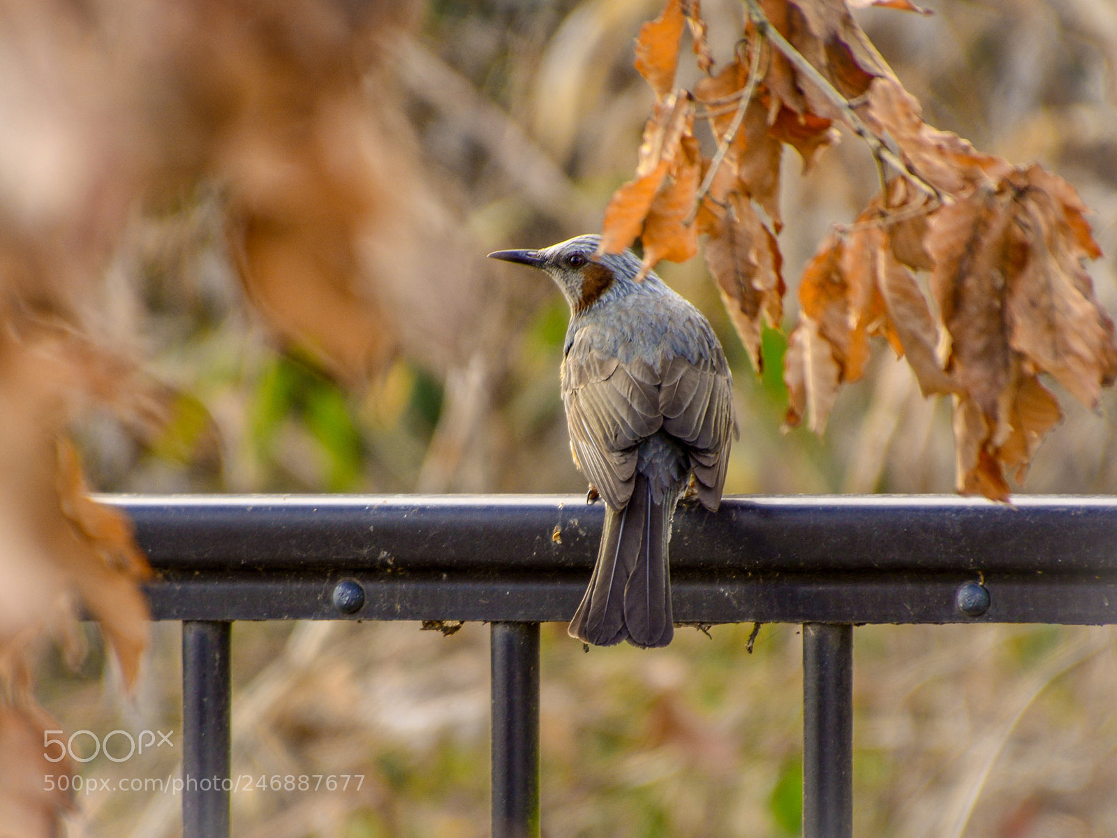Nikon D7100 sample photo. Gray starling photography