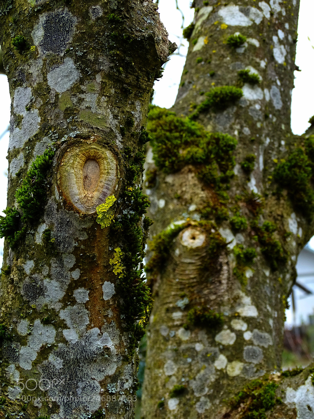 Sony Cyber-shot DSC-HX400V sample photo. Leben auf der baumrinde photography