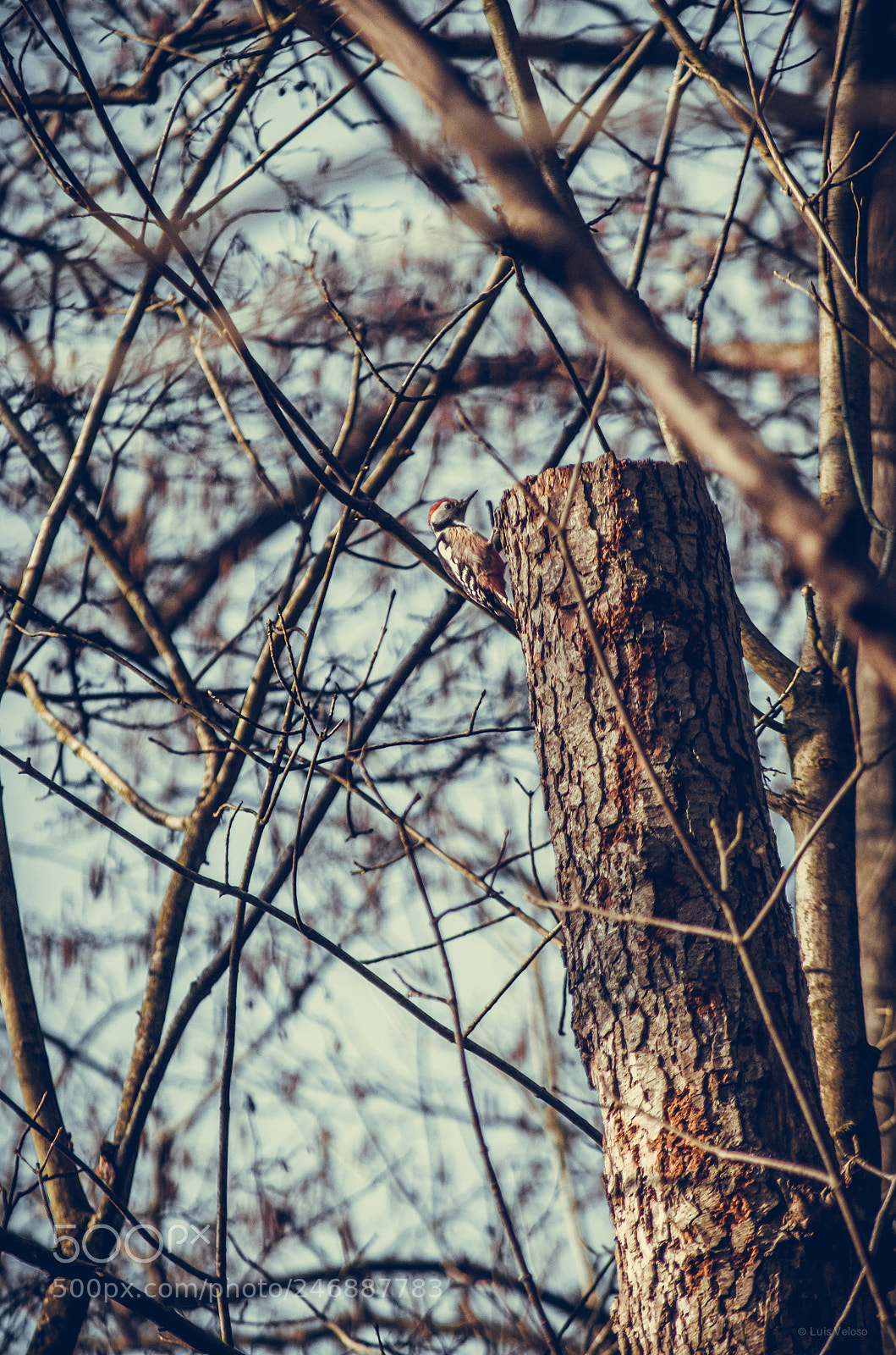 Pentax K-30 sample photo. White-backed woodpecker photography