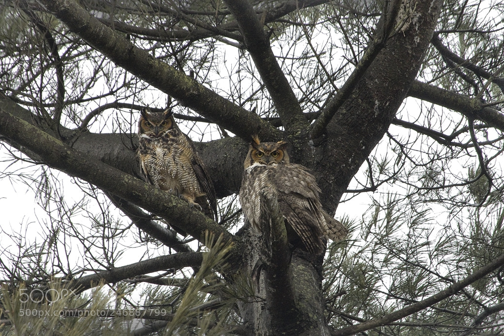 Canon EOS 7D Mark II sample photo. Great horned owl pair photography
