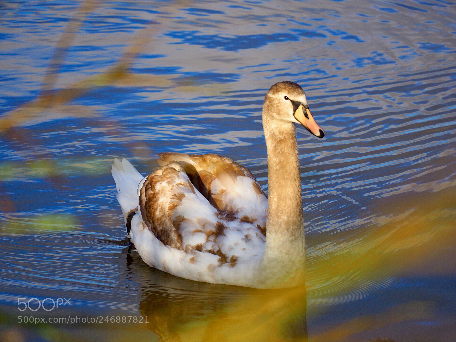 Olympus OM-D E-M10 II sample photo. Swan photography