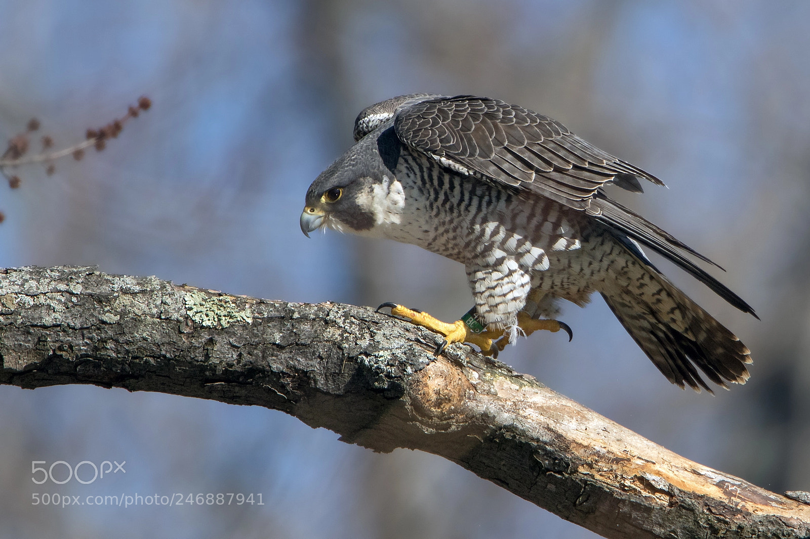 Canon EOS 7D Mark II sample photo. Limb walker photography