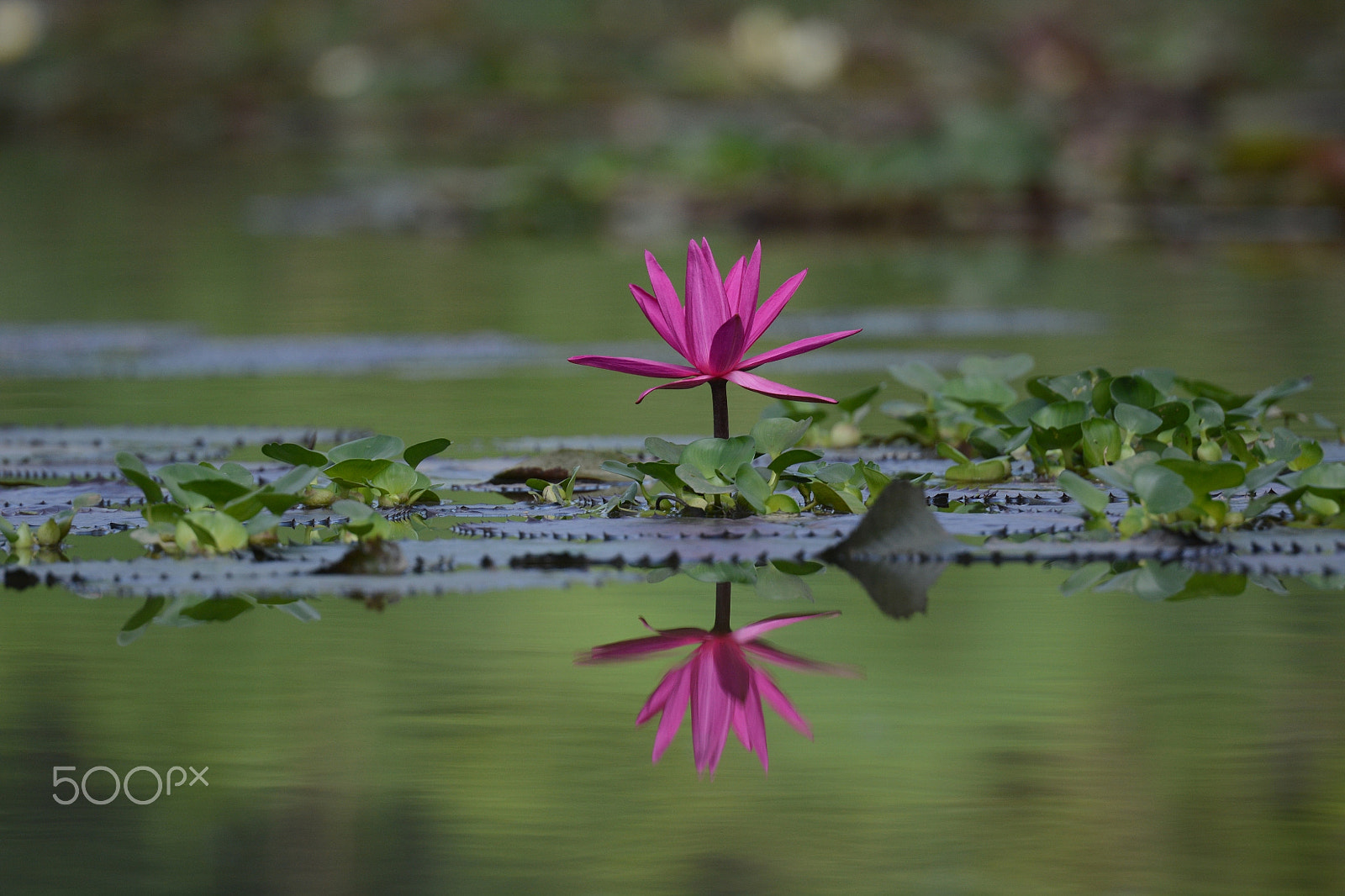 Nikon D7100 sample photo. Candock photography