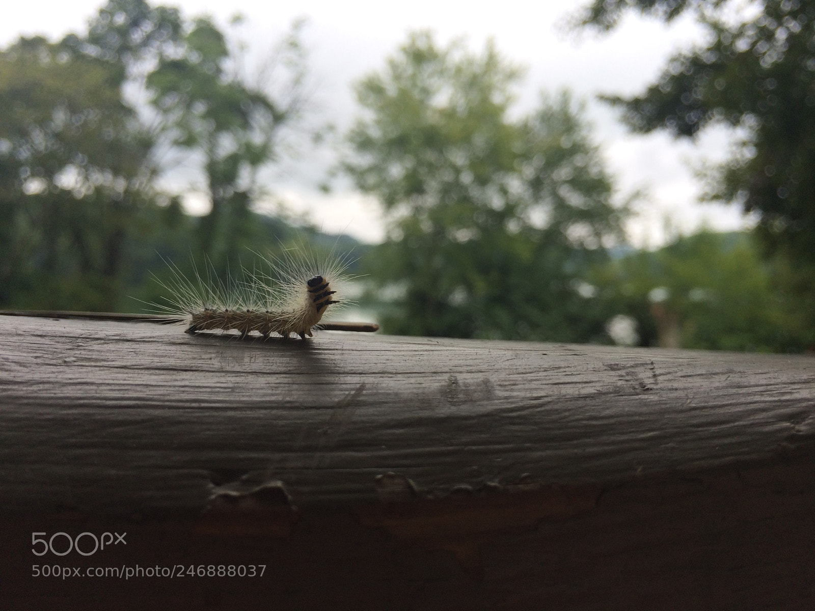 Apple iPhone 5s sample photo. Caterpillar found on radnor photography
