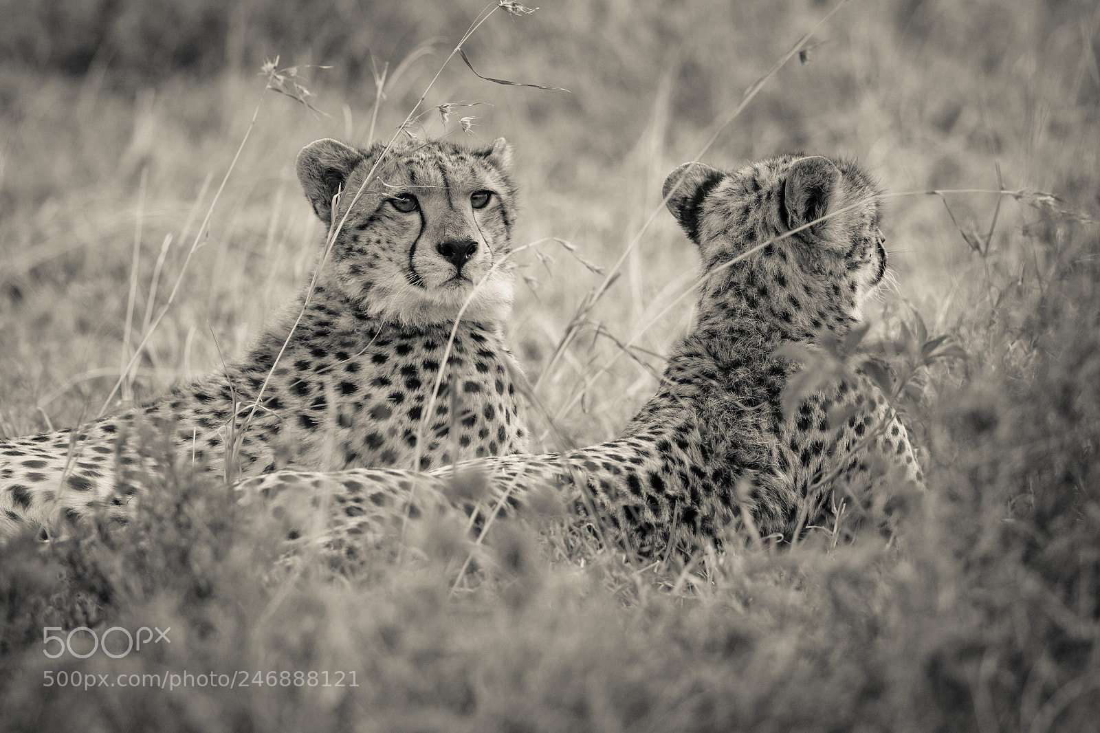 Canon EOS 7D Mark II sample photo. Cheetah bros photography