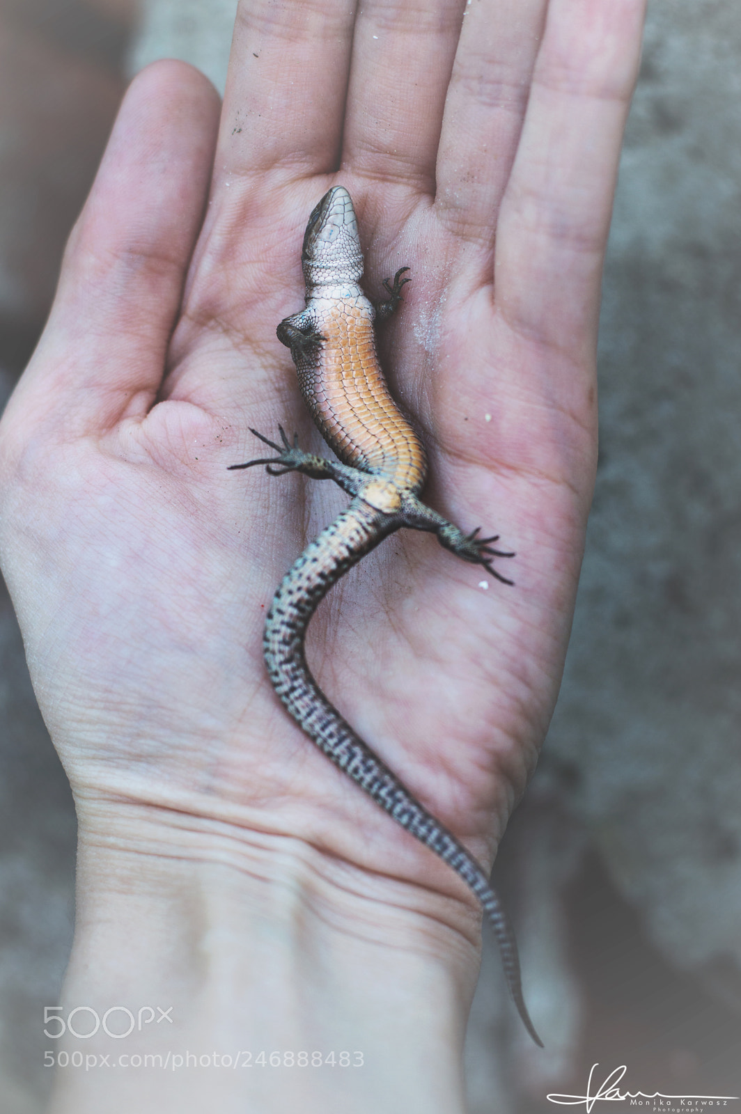 Nikon D3200 sample photo. Lizard photography
