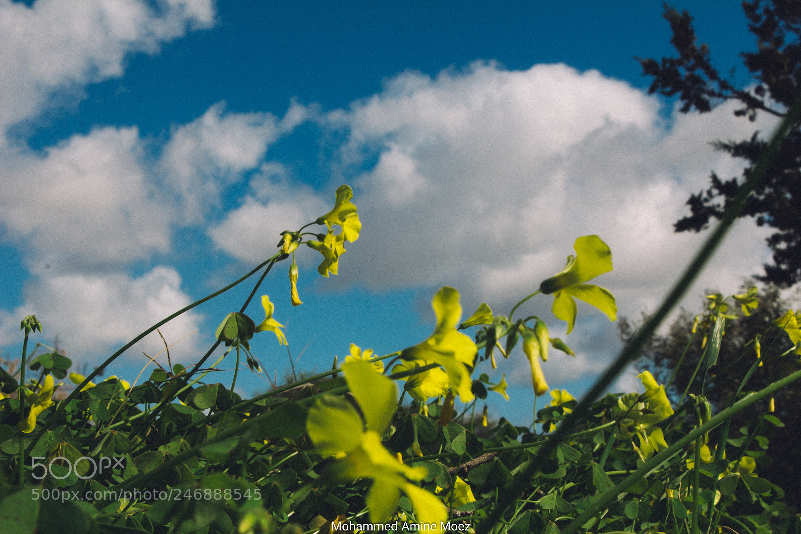 Canon EOS 60D sample photo. Yellow yellow photography