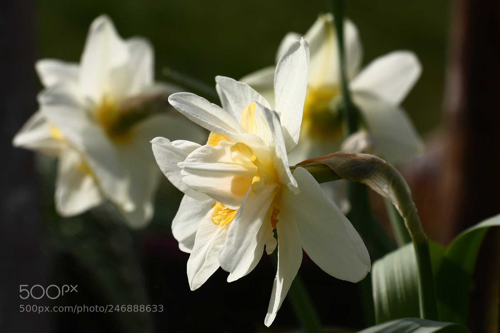 Canon EOS 450D (EOS Rebel XSi / EOS Kiss X2) sample photo. Narcissus white with the photography