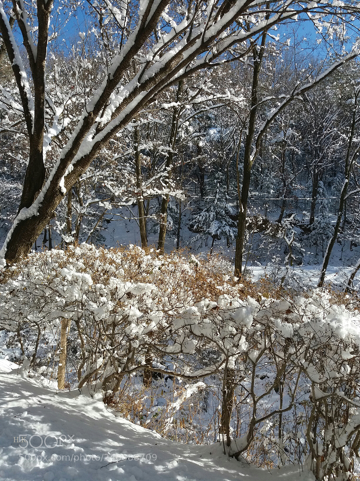 Samsung Galaxy J5 sample photo. Winter photography