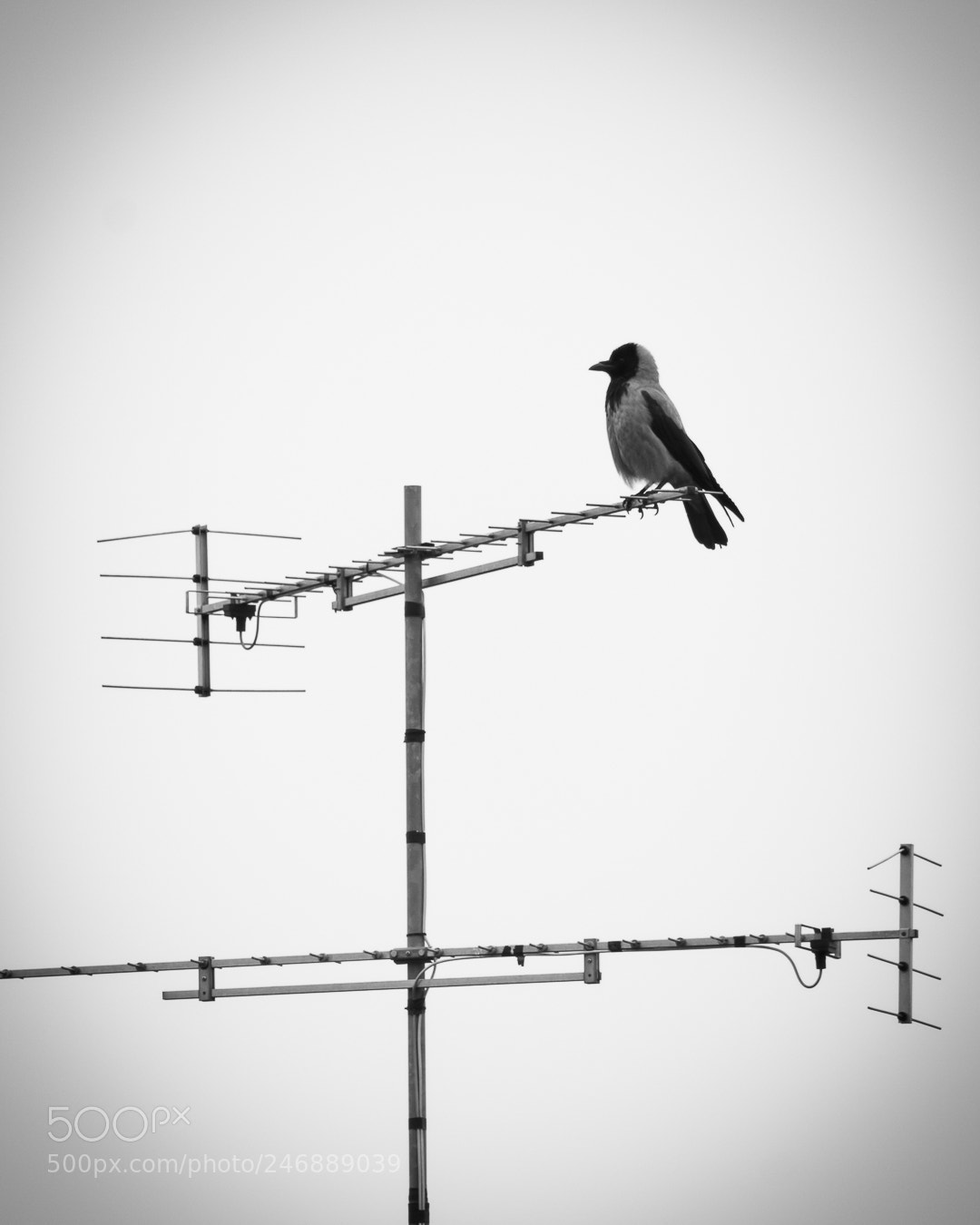 Canon EOS 1300D (EOS Rebel T6 / EOS Kiss X80) sample photo. Lonely crow photography