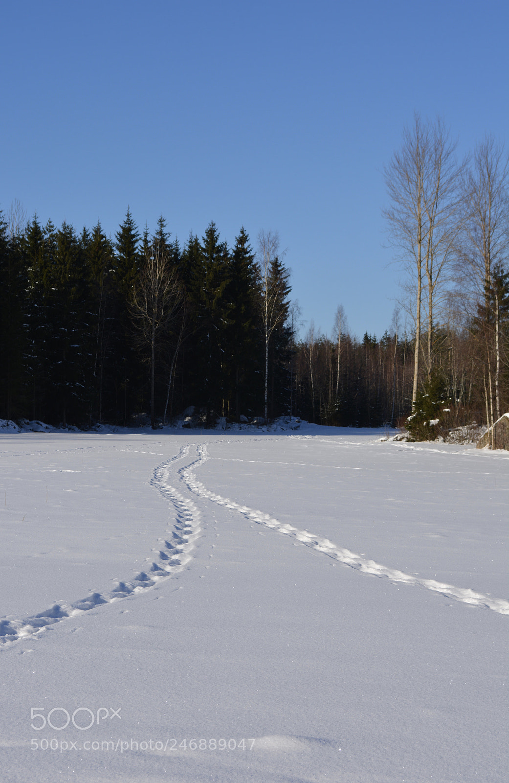 Nikon D5200 sample photo. Tracks in snow photography