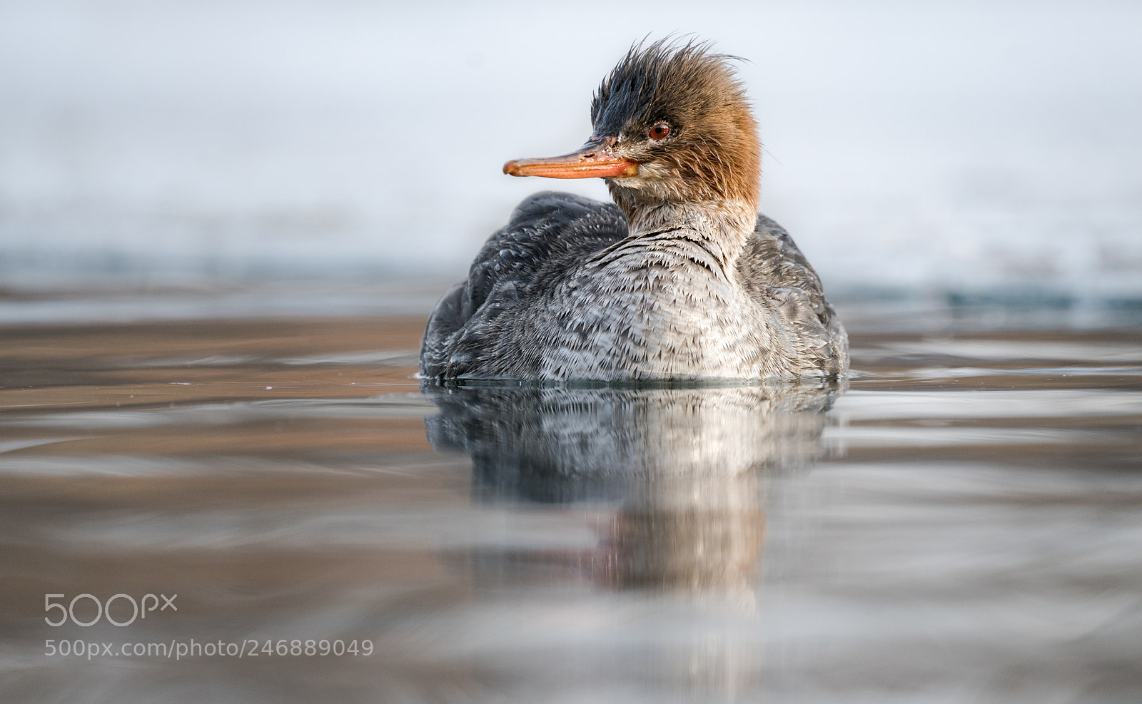 Sony a7R II sample photo. Morning swim photography