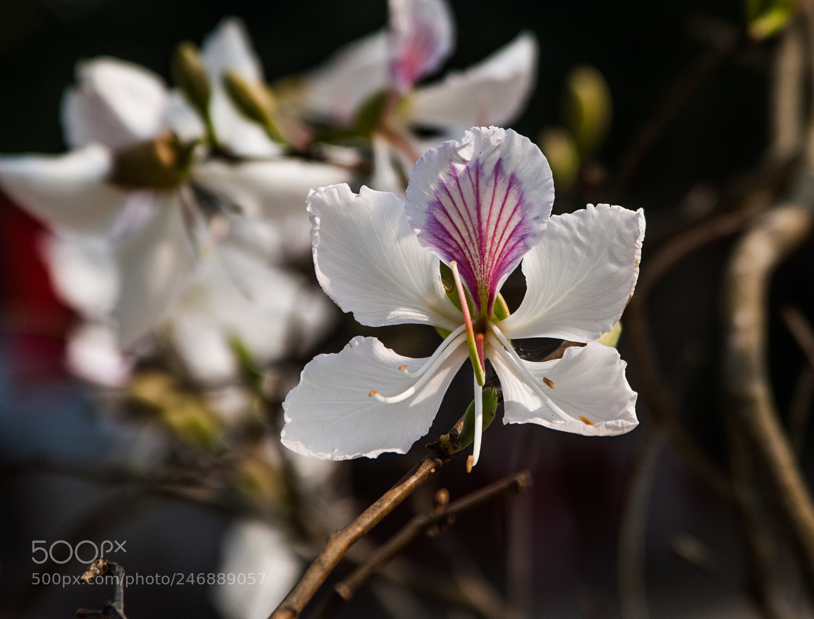 Canon EOS 5D sample photo. Hoa ban trắng photography
