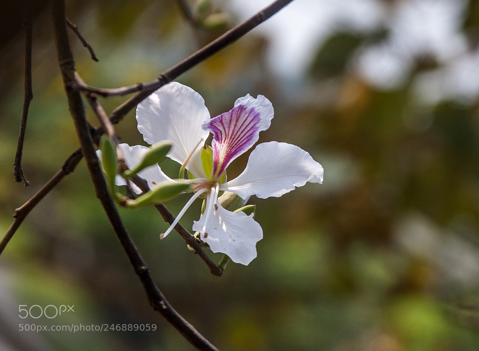 Canon EOS 5D sample photo. Img photography