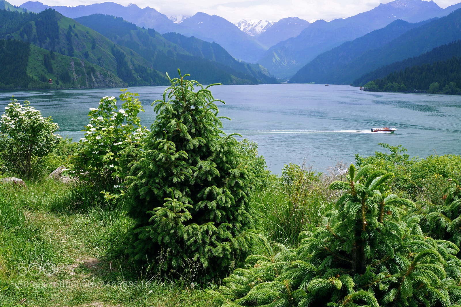 Sony Alpha NEX-F3 sample photo. Pine trees at the photography