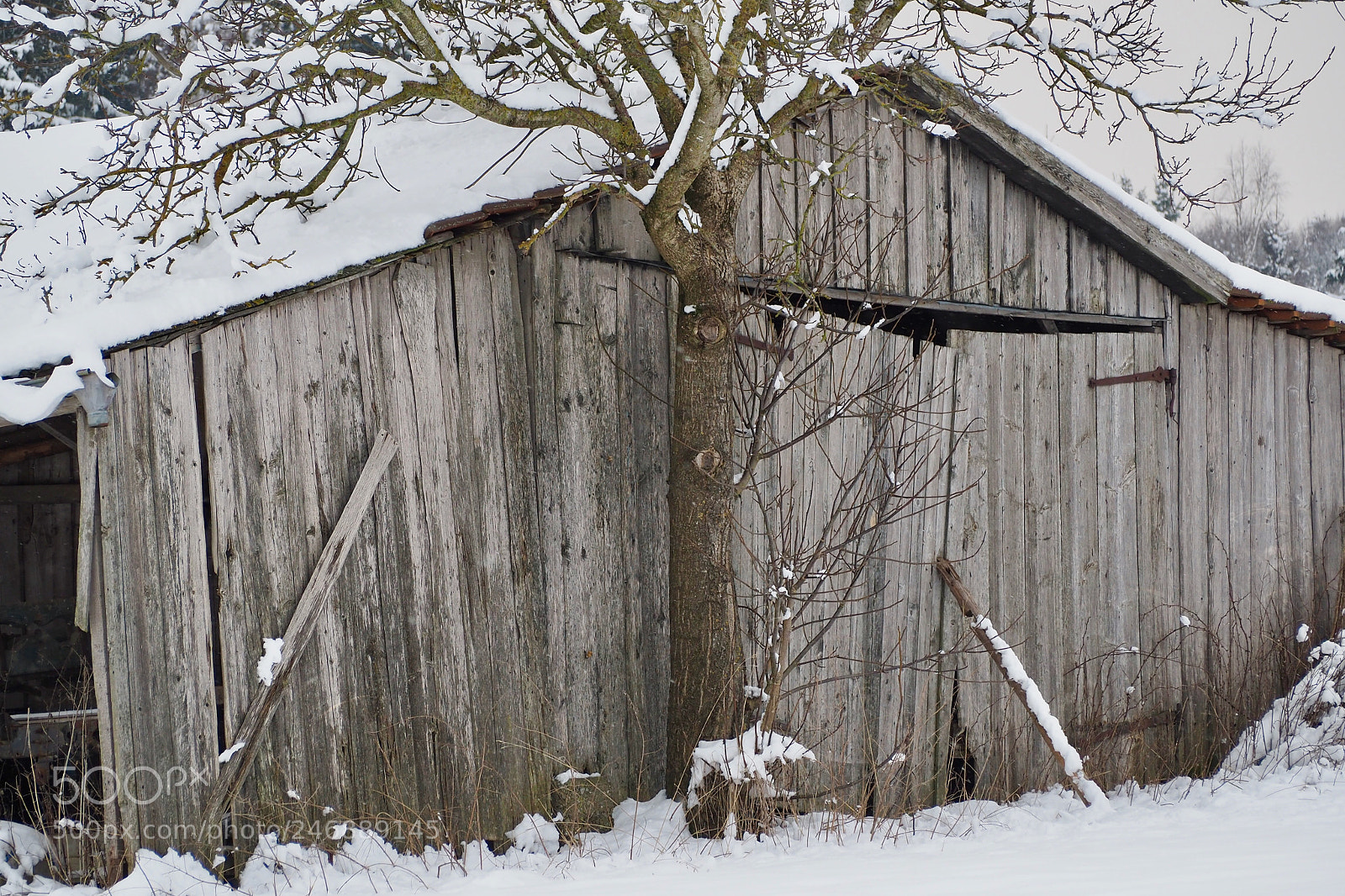 Olympus OM-D E-M5 II sample photo. Winter wood photography