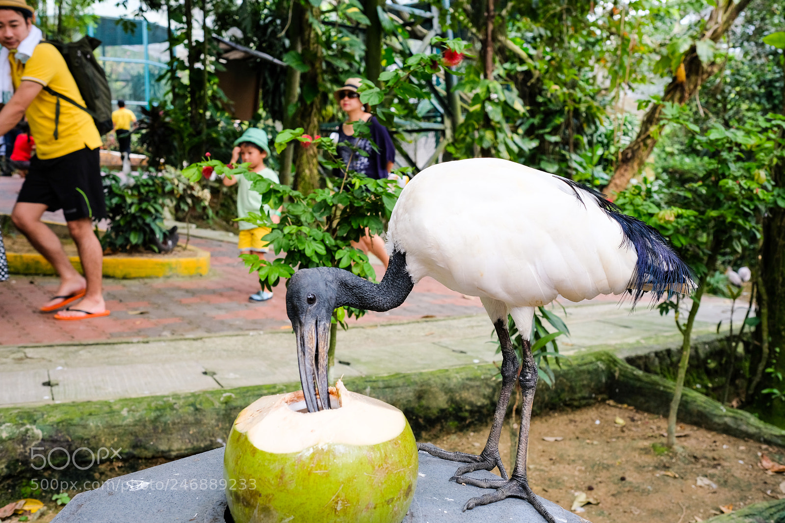 Fujifilm X-T20 sample photo. Coconut stealer photography